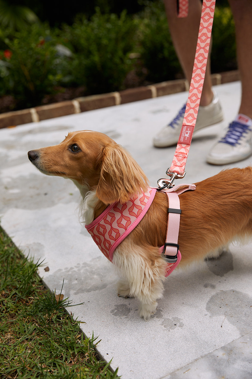 Pink dog harness sales small